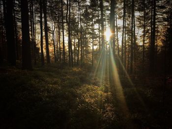 Sunlight streaming through trees in forest