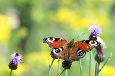 Close-up of butterfly pollinating on purple flower