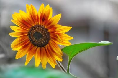 Close-up of sunflower