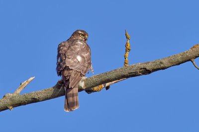 Low angle view of eagle perching on branch against sky