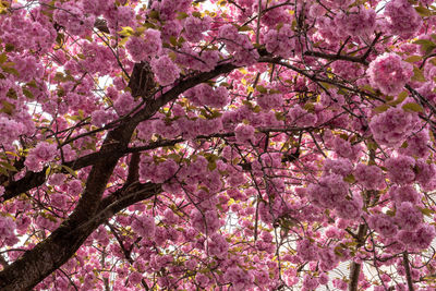 Low angle view of cherry blossoms on tree