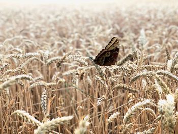 Close-up of butterfly on grass