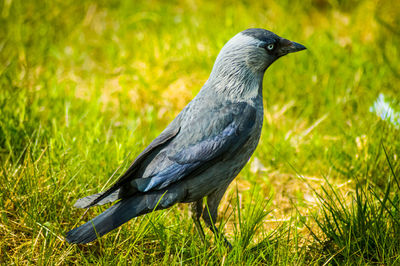 Close-up of bird perching on grass