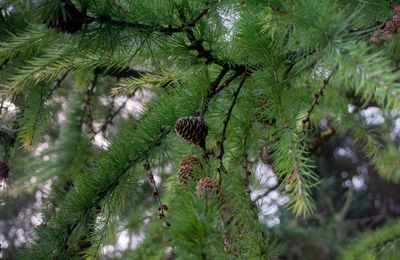 Close-up of insect on pine tree