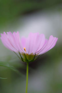 Close-up of pink cosmos flower