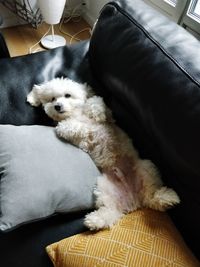 High angle view of dog relaxing on sofa at home