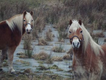 Portrait of horse on field