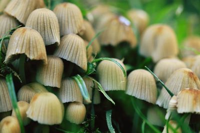 Close-up of mushrooms