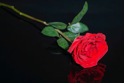 Close-up of rose plant against black background