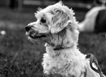 Close-up of a dog looking away