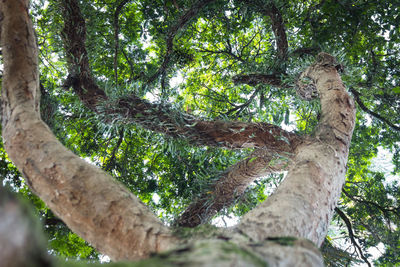 Low angle view of tree against sky