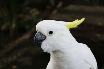 Close-up of a parrot