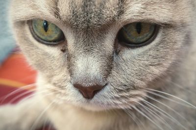 Close-up portrait of cat