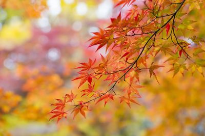 Close-up of maple leaves against blurred background