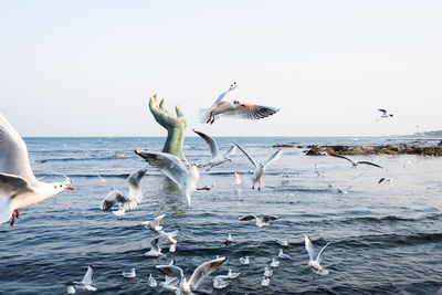 Seagulls flying over sea against clear sky