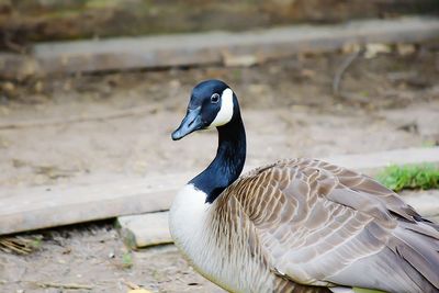 Close-up of bird on lake