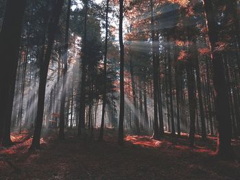 Sunlight streaming through trees in forest