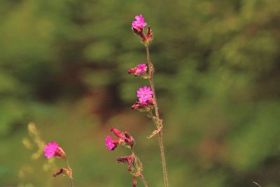 Close-up of pink flowering plant