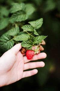 Midsection of person holding strawberry