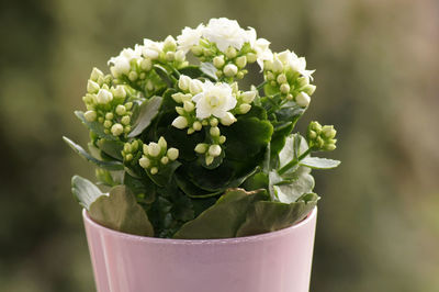 Close-up of potted plant