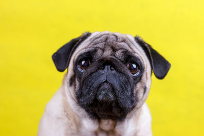 Close-up portrait of a dog over yellow background