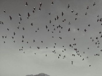 Low angle view of birds flying in sky