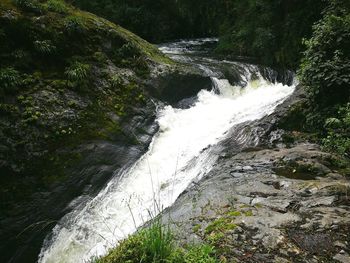 Scenic view of waterfall in forest