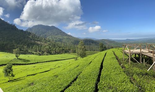 Scenic view of agricultural field against sky