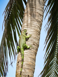 Low angle view of lizard on tree