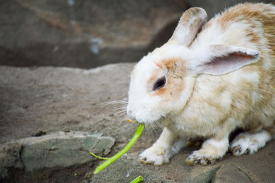 Close-up of a rabbit