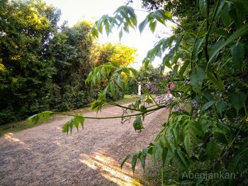 Plants and trees in park