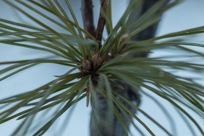 Close-up of pine leaves