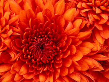 Full frame shot of orange dahlia