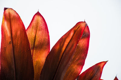 Close-up of red flower against clear sky