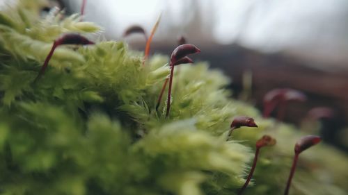 Close-up of plant