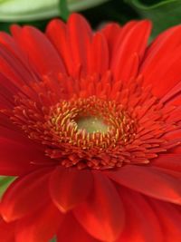 Close-up of red daisy flower