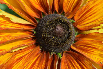 Full frame shot of flowering plant