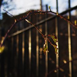 Close-up of fresh green tree