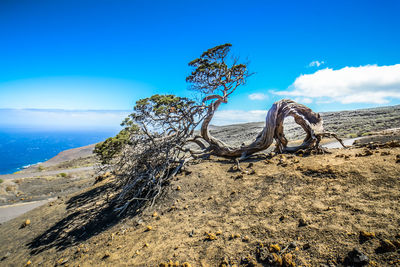 Driftwood on beach against blue sky