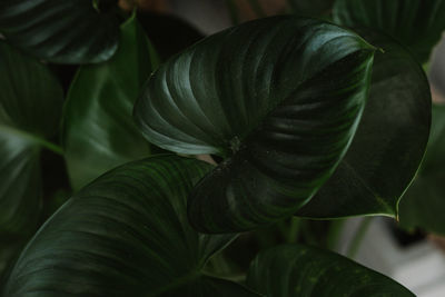 Close-up of green leaves on plant