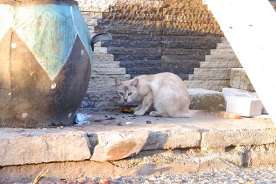View of a cat relaxing on the wall
