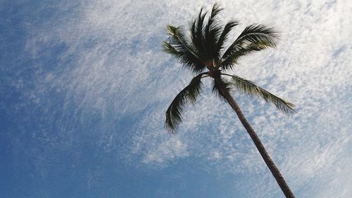 Low angle view of palm tree against sky