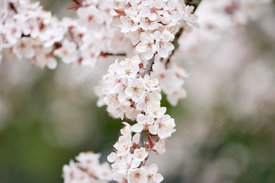 Close-up of pink cherry blossom tree