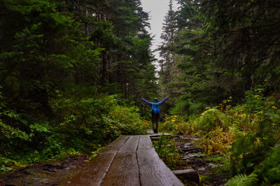 Rear view of man standing amidst trees in forest