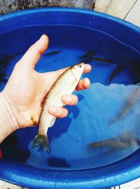 Close-up of fish in water