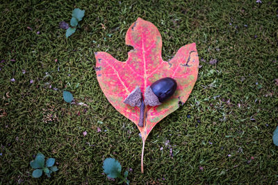 High angle view of red leaf on field