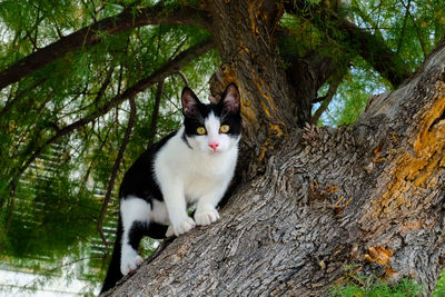 Portrait of cat on tree trunk