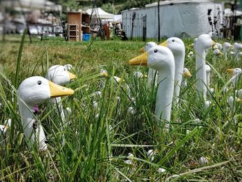 View of birds on field