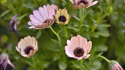 Close-up of pink flowering plants