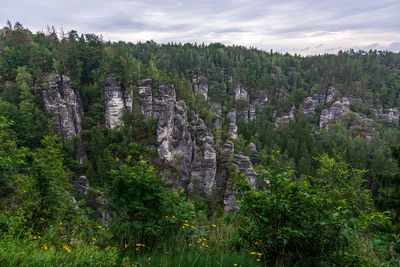 Pine trees in forest against sky